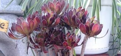 新手养多肉不翻车！16款好养易活品种，颜值还高 - 图画吧TUHUABA