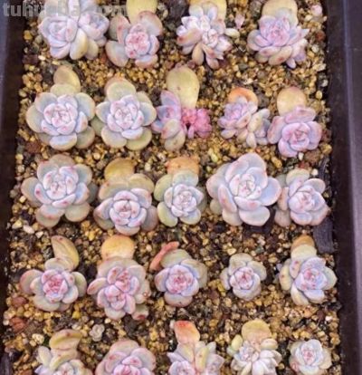 学会多肉叶插，家里根本放不下，身边朋友送遍了，都没人要了 - 今日头条