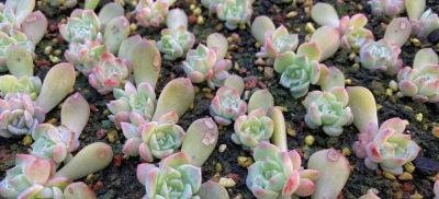 学会多肉叶插，家里根本放不下，身边朋友送遍了，都没人要了 - 图画吧TUHUABA