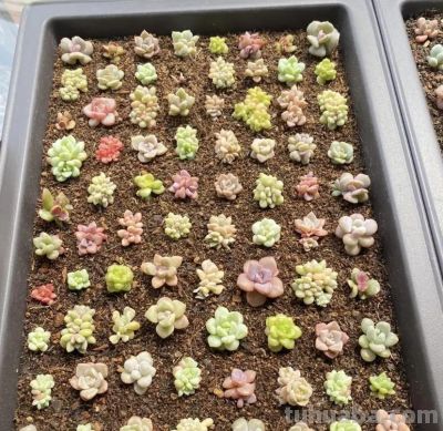 学会多肉叶插，家里根本放不下，身边朋友送遍了，都没人要了 - 图画吧TUHUABA