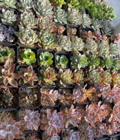 学会多肉叶插，家里根本放不下，身边朋友送遍了，都没人要了 - 图画吧TUHUABA