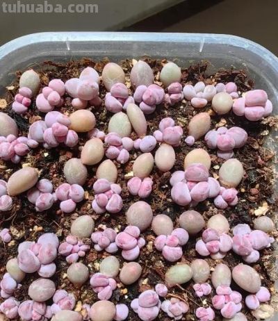 学会多肉叶插，家里根本放不下，身边朋友送遍了，都没人要了 - 图画吧TUHUABA