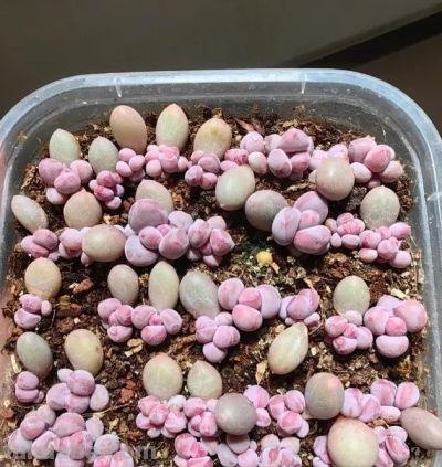 学会多肉叶插，家里根本放不下，身边朋友送遍了，都没人要了 - 图画吧TUHUABA