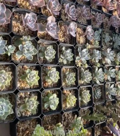 学会多肉叶插，家里根本放不下，身边朋友送遍了，都没人要了 - 图画吧TUHUABA