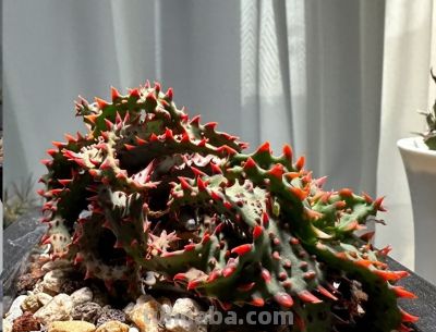 阳台养多肉会徒长？试试“园艺芦荟”，五颜六色，超级漂亮！ - 今日头条