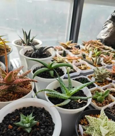 阳台养多肉会徒长？试试“园艺芦荟”，五颜六色，超级漂亮！ - 图画吧TUHUABA