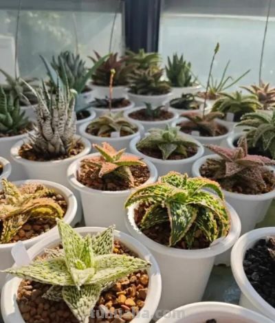 阳台养多肉会徒长？试试“园艺芦荟”，五颜六色，超级漂亮！ - 图画吧TUHUABA