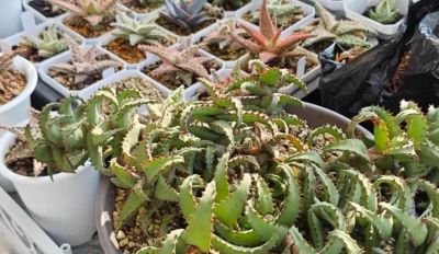 阳台养多肉会徒长？试试“园艺芦荟”，五颜六色，超级漂亮！ - 图画吧TUHUABA