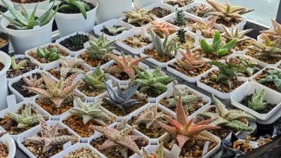 阳台养多肉会徒长？试试“园艺芦荟”，五颜六色，超级漂亮！ - 图画吧TUHUABA