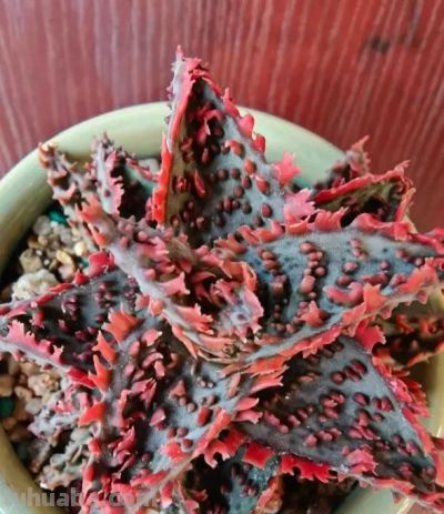 阳台养多肉会徒长？试试“园艺芦荟”，五颜六色，超级漂亮！ - 图画吧TUHUABA