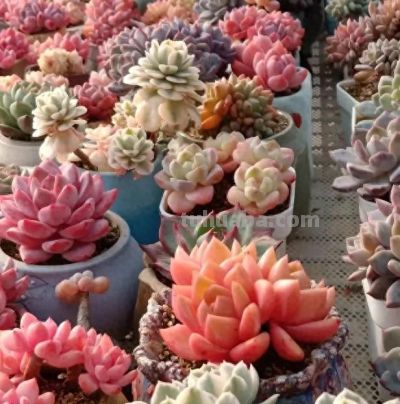 家庭种多肉，必须要颗粒土吗？1个月浇1次水！泥炭土照样用。 - 图画吧TUHUABA