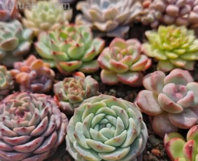 家庭种多肉，必须要颗粒土吗？1个月浇1次水！泥炭土照样用。 - 图画吧TUHUABA