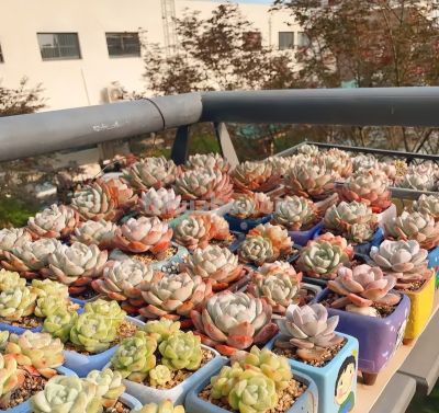 家庭种多肉，必须要颗粒土吗？1个月浇1次水！泥炭土照样用。 - 图画吧TUHUABA