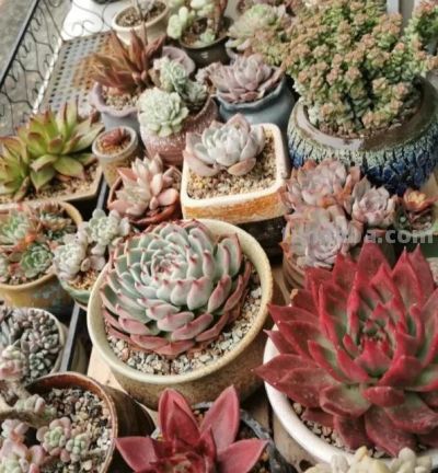 家庭种多肉，必须要颗粒土吗？1个月浇1次水！泥炭土照样用。 - 图画吧TUHUABA