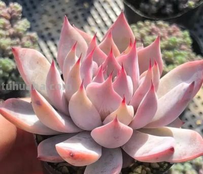 家庭种多肉，必须要颗粒土吗？1个月浇1次水！泥炭土照样用。 - 图画吧TUHUABA