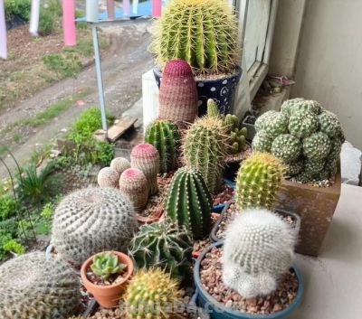 仙人球已被强行拉入“黑名单”，原因有4点，花友们别再养了 - 图画吧TUHUABA