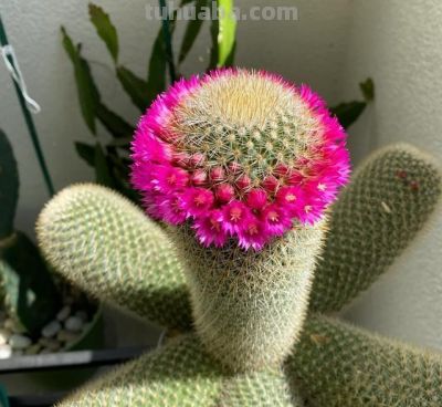 仙人球已被强行拉入“黑名单”，原因有4点，花友们别再养了 - 图画吧TUHUABA