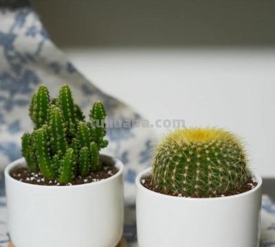 仙人球已被强行拉入“黑名单”，原因有4点，花友们别再养了 - 图画吧TUHUABA