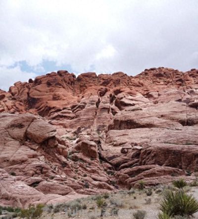 沙漠戈壁里挖回来的多肉仙人球，种在花盆里两年变成这个样子。 - 今日头条