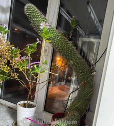 女子晒老妈养了19年的仙人球，网友：成精了，躺着也能“卷出圈” - 图画吧TUHUABA