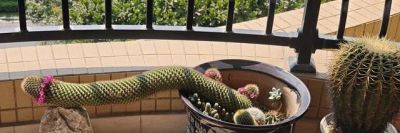 女子晒老妈养了19年的仙人球，网友：成精了，躺着也能“卷出圈” - 图画吧TUHUABA