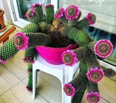 女子晒老妈养了19年的仙人球，网友：成精了，躺着也能“卷出圈” - 图画吧TUHUABA