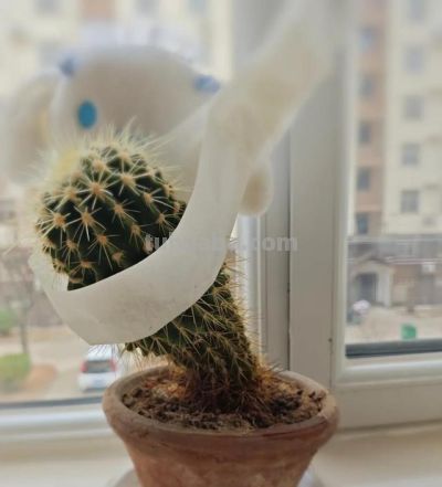 女子晒老妈养了19年的仙人球，网友：成精了，躺着也能“卷出圈” - 图画吧TUHUABA