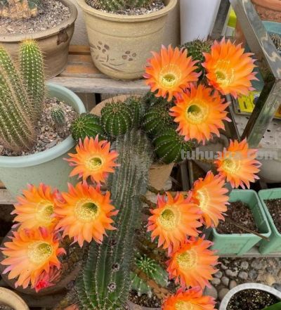 女子晒老妈养了19年的仙人球，网友：成精了，躺着也能“卷出圈” - 图画吧TUHUABA