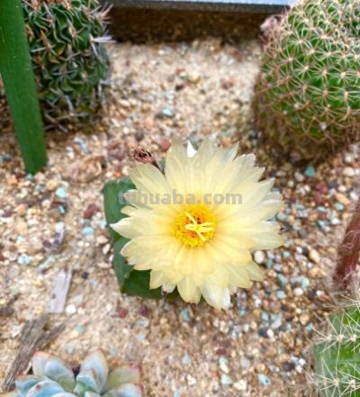 养花尽头真的是沙生！那些年踩过的坑，被一盆仙人球治好了 - 今日头条