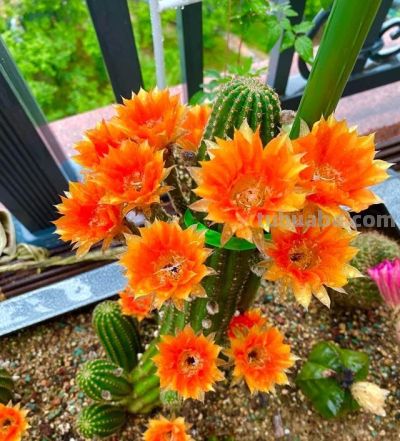 养花尽头真的是沙生！那些年踩过的坑，被一盆仙人球治好了 - 图画吧TUHUABA