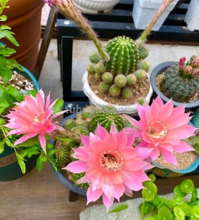 养花尽头真的是沙生！那些年踩过的坑，被一盆仙人球治好了 - 图画吧TUHUABA