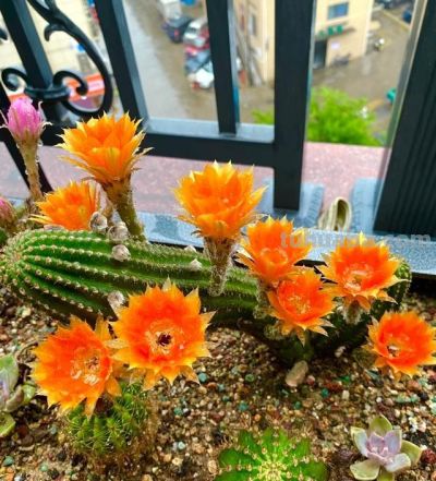 养花尽头真的是沙生！那些年踩过的坑，被一盆仙人球治好了 - 图画吧TUHUABA