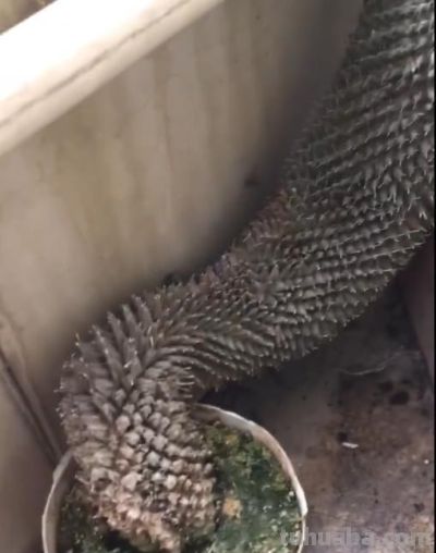 女子晒爷爷养了7年的“内耗型仙人球”：卷又卷不赢，躺又躺不平 - 图画吧TUHUABA