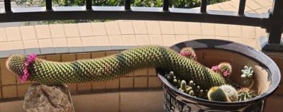 女子晒爷爷养了7年的“内耗型仙人球”：卷又卷不赢，躺又躺不平 - 图画吧TUHUABA