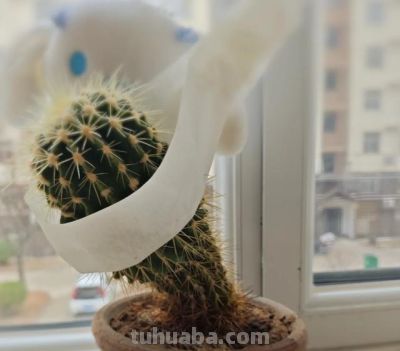 女子晒爷爷养了7年的“内耗型仙人球”：卷又卷不赢，躺又躺不平 - 图画吧TUHUABA