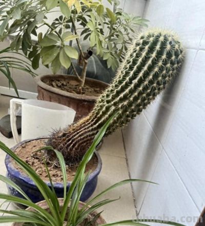 姑娘晒家里养了20年“内耗仙人球”：真是卷又卷不动，躺又躺不平 - 图画吧TUHUABA