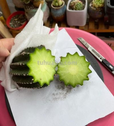 姑娘晒家里养了20年“内耗仙人球”：真是卷又卷不动，躺又躺不平 - 图画吧TUHUABA