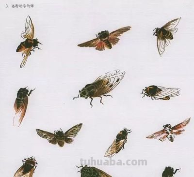 写意花鸟技法：昆虫、虾蟹、禽鸟的画法，收藏！ - 图画吧TUHUABA