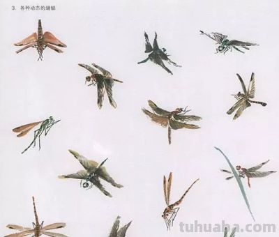 写意花鸟技法：昆虫、虾蟹、禽鸟的画法，收藏！ - 图画吧TUHUABA