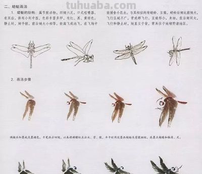 写意花鸟技法：昆虫、虾蟹、禽鸟的画法，收藏！ - 图画吧TUHUABA