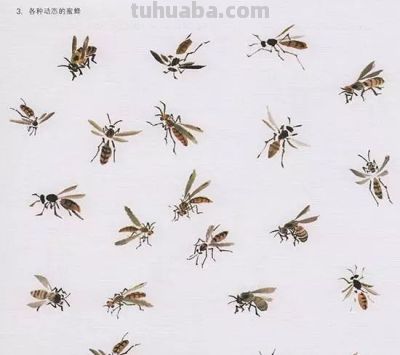 写意花鸟技法：昆虫、虾蟹、禽鸟的画法，收藏！ - 图画吧TUHUABA