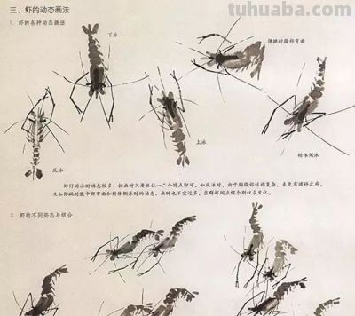 写意花鸟技法：昆虫、虾蟹、禽鸟的画法，收藏！ - 图画吧TUHUABA