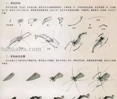 写意花鸟技法：昆虫、虾蟹、禽鸟的画法，收藏！ - 图画吧TUHUABA