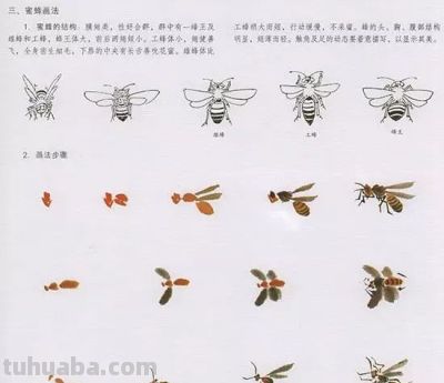写意花鸟技法：昆虫、虾蟹、禽鸟的画法，收藏！ - 图画吧TUHUABA