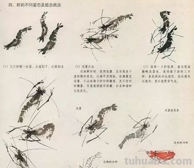 写意花鸟技法：昆虫、虾蟹、禽鸟的画法，收藏！ - 图画吧TUHUABA