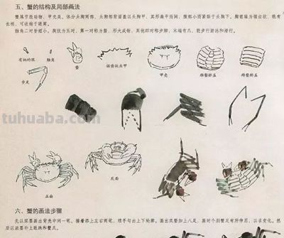 写意花鸟技法：昆虫、虾蟹、禽鸟的画法，收藏！ - 图画吧TUHUABA