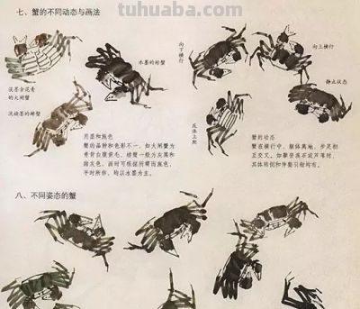 写意花鸟技法：昆虫、虾蟹、禽鸟的画法，收藏！ - 图画吧TUHUABA