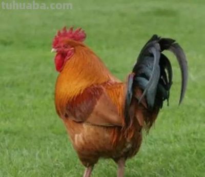 写意花鸟技法：昆虫、虾蟹、禽鸟的画法，收藏！ - 图画吧TUHUABA