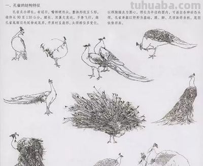 写意花鸟技法：昆虫、虾蟹、禽鸟的画法，收藏！ - 图画吧TUHUABA