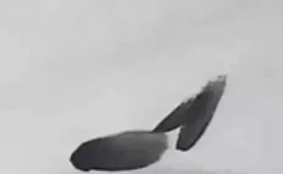 写意花鸟技法：昆虫、虾蟹、禽鸟的画法，收藏！ - 图画吧TUHUABA